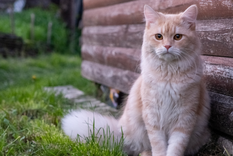 Los animales tienen la capacidad de generar calma, compañía y bienestar.