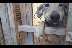 este video de mascotas te va a salvar el lunes