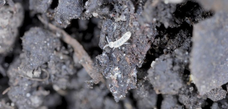 Las plagas suelen aparecer en las zonas inferiores de las plantas y en el sustrato Foto: Shutterstock