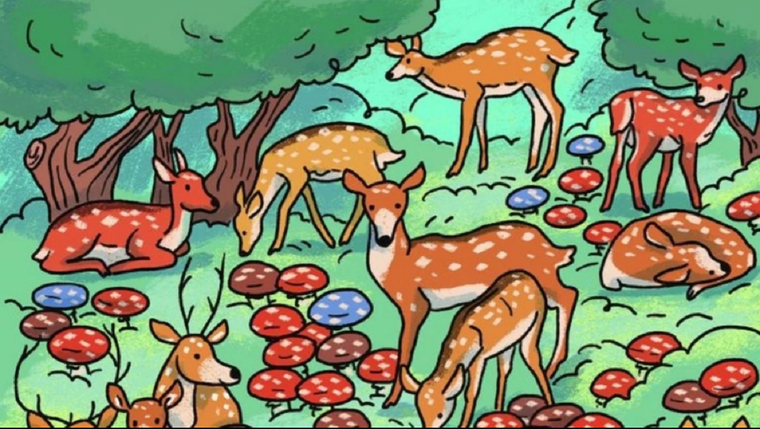 ACERTIJO VISUAL ACERTIJO VISUAL, RETO VISUAL, MARIQUITA Foto: ARCHIVO