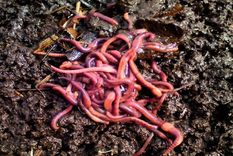 lombricultura: el proyecto para diversificar la matriz productiva de mendoza