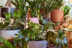 Nosotros nos debemos adaptar a las plantas y no las plantas a nosotros. Hay plantas que necesitan mucha luz y otras que el exceso de sol las daña. Foto: Instagram @claudivalentina