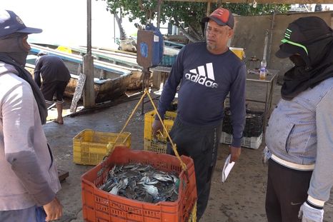 Para 2022, el valor de las exportaciones de cangrejo azul de Venezuela sumaron US$75,6 millones, según la FAO. Para 2022, el valor de las exportaciones de cangrejo azul de Venezuela sumaron US$75,6 millones, según la FAO.