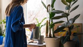 Así puedes echar vinagre en las plantas del interior Foto: Archivo