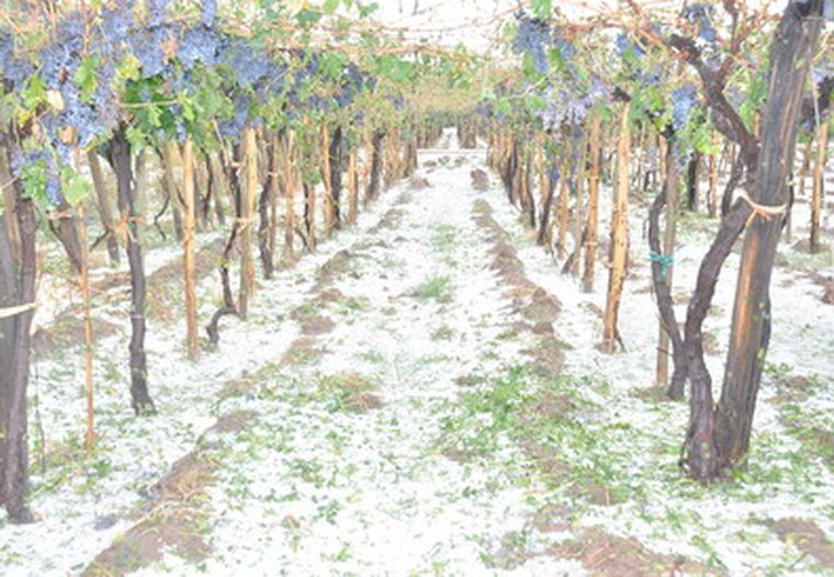 Un viñedo con uva varietal fue severamente afectado en Lavalle.