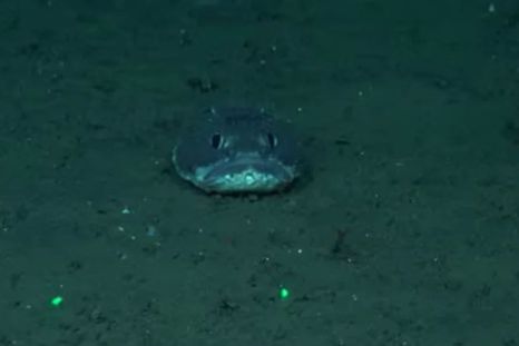 La nueva expedición del Conicet será transmitida por streaming y recorrerá zonas claves del Atlántico Sur. La nueva expedición del Conicet será transmitida por streaming y recorrerá zonas claves del Atlántico Sur.