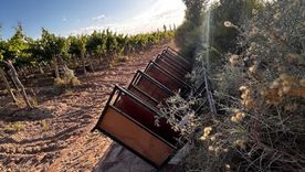 El municipio inspeccionó nueve galgos usados en competencias ilegales (Foto del operativo). El municipio inspeccionó nueve galgos usados en competencias ilegales (Foto del operativo).