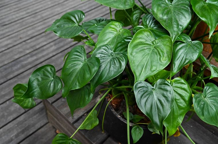 Con este abono natural las plantas se verán hermosas y fuertes Foto: SHUTTERSTOCK