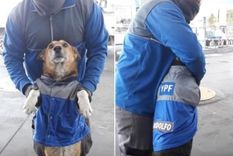 inseguridad: le robaron el abrigo a un perro y lo buscan en las redes