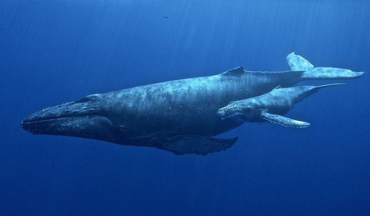 Ejemplar de ballena jorobada. Foto: DPA
