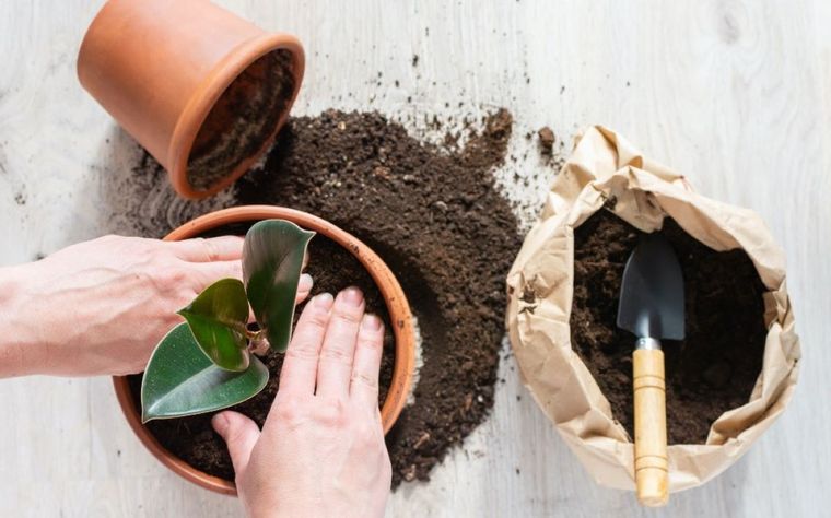 La planta del interior que sirve para purificar el aire Foto: Archivo
