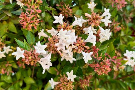 Esta planta tiene una flor que resiste todo el año. Esta planta tiene una flor que resiste todo el año.