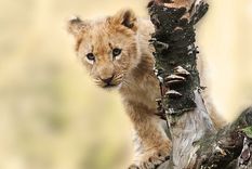 babuino roba cachorro de leon, lo acicala y levanta a lo el rey leon