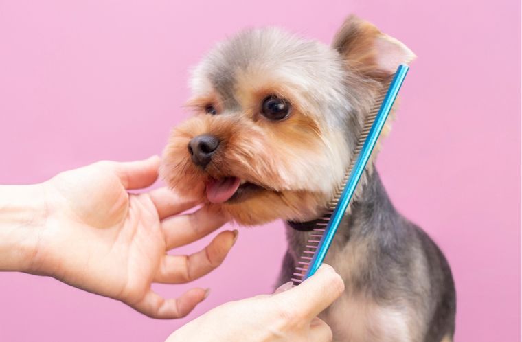 Mascotas Cómo cuidar su pelo Foto: Shutterstock