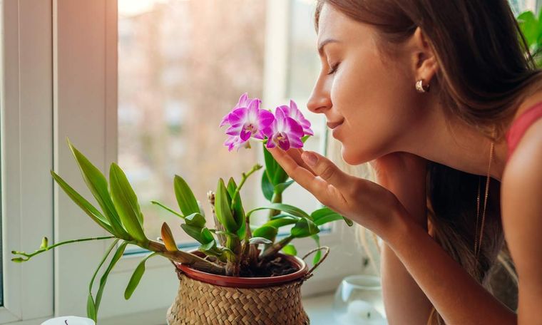 Los aromas te conectan más profundamente con el mundo. Te dejamos una guía para ponerlo en práctica Foto: Pixabay