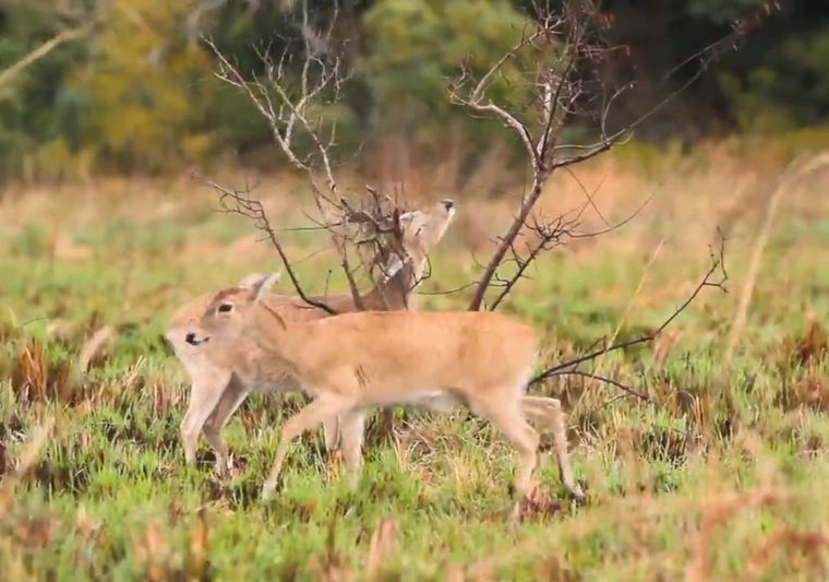 Más del 12% del territorio Correntino fue arrasado por el fuego Foto: captura de video