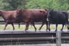 Las vacas corrieron por la autopista tras el vuelco del camión