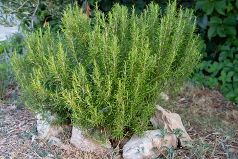 Romero, una planta con buenas vibras. Foto: Fuente: Shutterstock Romero, una planta con buenas vibras. Foto: Fuente: Shutterstock