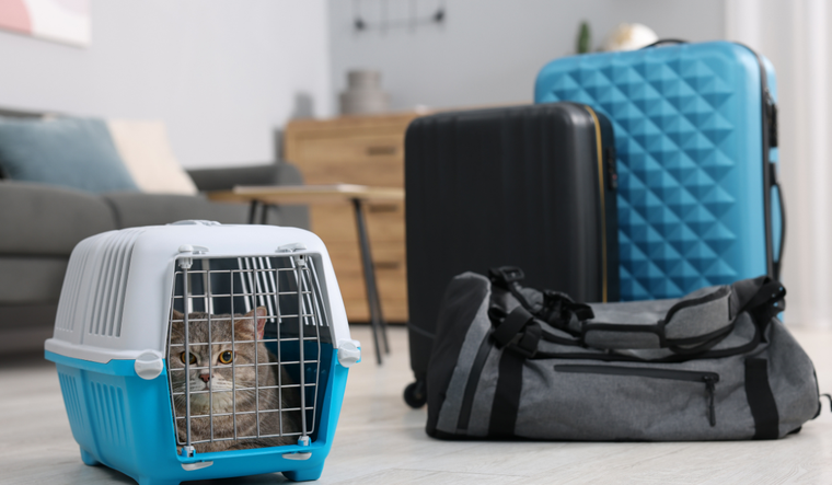 En lo que va de 2025, salieron del país 7.182 gatos En lo que va de 2025, salieron del país 7.182 gatos