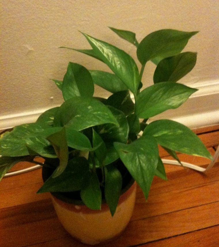 Jardinería. El potus absorbe las toxinas del ambiente. Jardinería. El potus absorbe las toxinas del ambiente.