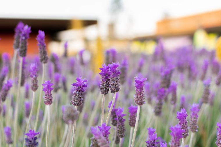 LAVANDA La lavanda es una herbácea reconocida por sus flores lilas y su dulce aroma Foto: SHUTTERSTOCK