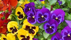 Pensamiento, una planta ideal que combate el frío invierno (Shutterstock). Pensamiento, una planta ideal que combate el frío invierno (Shutterstock).