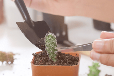 Reproducir tus cactus es útil y una forma de conectar con la naturaleza. Foto: Archivo