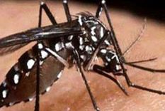 el dengue no esta en plazas y fumigar puede ser poco efectivo