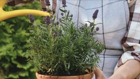 Esta planta resulta ideal para los amantes de la jardinería que poseen terrazas o balcones. Foto: Archivo Esta planta resulta ideal para los amantes de la jardinería que poseen terrazas o balcones. Foto: Archivo