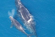 tierno video viral: 2 ballenas en peligro de extincion se abrazan tierno video viral: 2 ballenas en peligro de extincion se abrazan