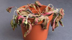 Aplica manzanilla a las plantas marchitas del jardín para que recuperen su salud.