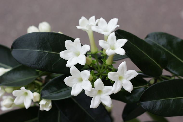 Los jazmines se caracterizan por su rico perfume Foto: SHUTTERSTOCK