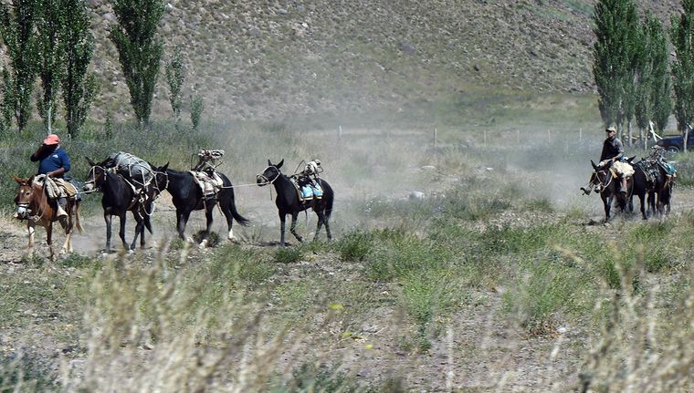 Las mulas siguen prestando servicios y el descubrimiento destaca su presencia en la historia humana. Las mulas siguen prestando servicios y el descubrimiento destaca su presencia en la historia humana.