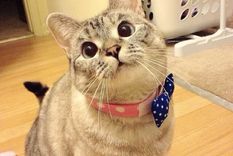 GATOS Los gatos saben mucho sobre sus dueños Foto: INSTAGRAM @nala_cat GATOS Los gatos saben mucho sobre sus dueños Foto: INSTAGRAM @nala_cat