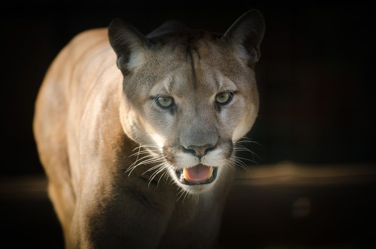 Según denuncian, el puma, una de las especies hasta ahora protegidas, se vería perjudicado Foto: Foto: Pixabay