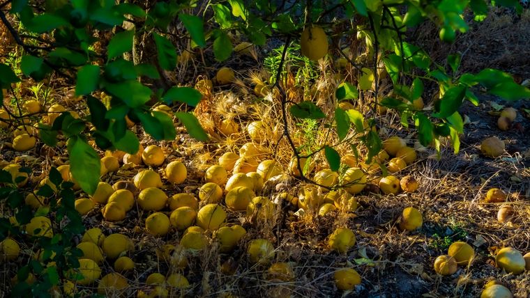 Cómo mantener los limones en su lugar con la semilla de una palta.