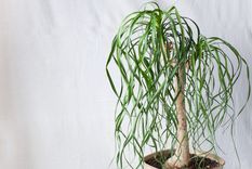 Según el Feng Shui, la planta pata de elefante atrae abundancia. Foto: Shutterstock