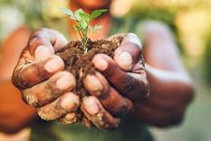 Tan solo tres cultivos son el alimento básico para más de cuatro mil millones de personas Foto: GETTY IMAGES