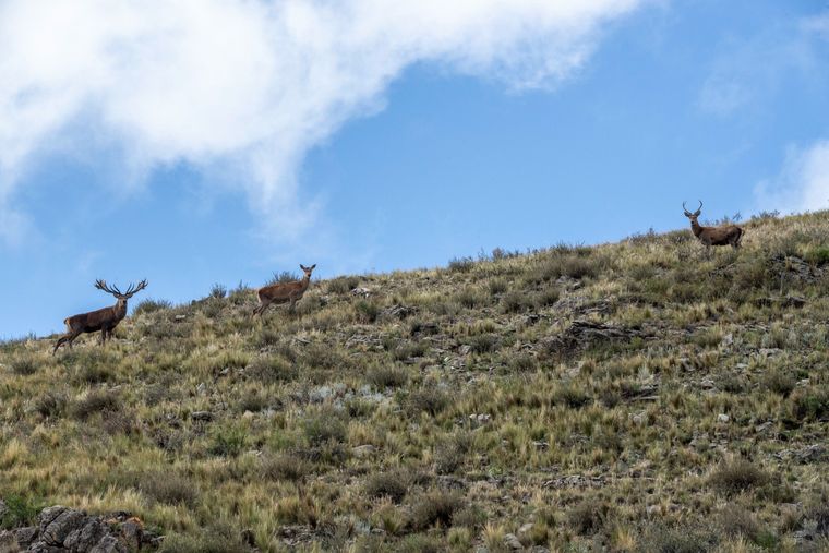 El ciervo colorado quedó otra vez en el centro de la discusión entre control ambiental, regulación y actividad económica. El ciervo colorado quedó otra vez en el centro de la discusión entre control ambiental, regulación y actividad económica.