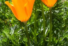 La amapola común o amapola silvestre, es una especie fanerógama del género Papaver, perteneciente a la familia Papaveraceae. Foto: Shutterstock