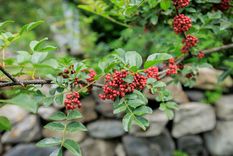 La planta que no te puede faltar en tu hogar. Foto: Fuente: Shutterstock