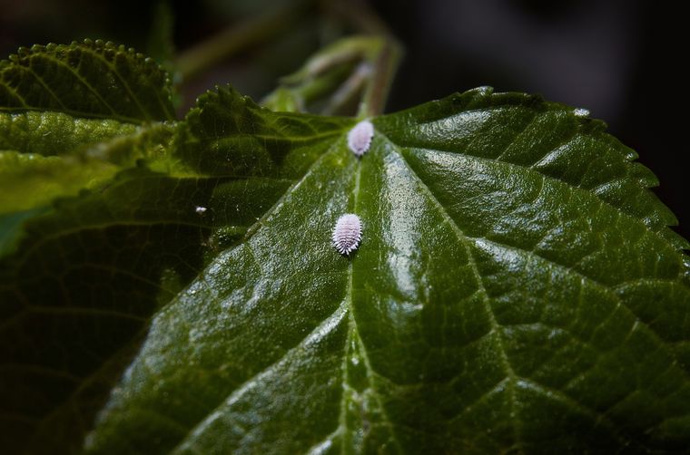 Adiós a esta plaga con este remedio casero. Foto: Fuente: Shutterstock