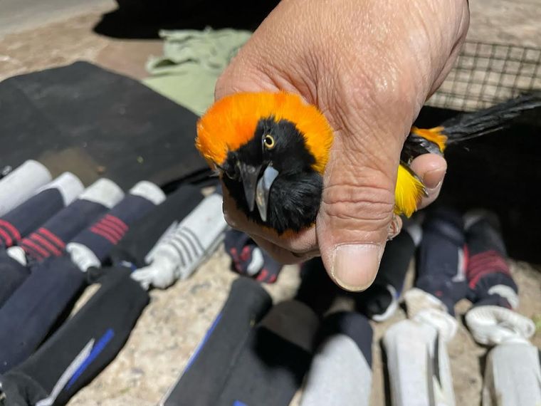 Secuestro de más de 60 aves protegidas en Formosa. Foto: Gendarmería Nacional