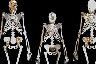 MDZol | Lucy (en el centro) y dos individuos de la especie Australopithecus sediba, un ancestro de los humanos modernos de hace dos millones de años. Foto: WIKIMEDIA COMMONS