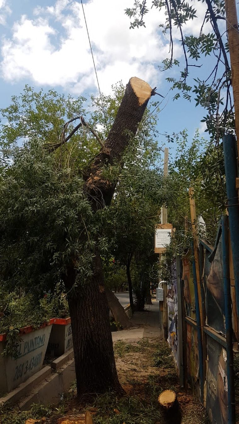 Así dejaron el árbol. Foto: Municipalidad Ciudad de Mendoza