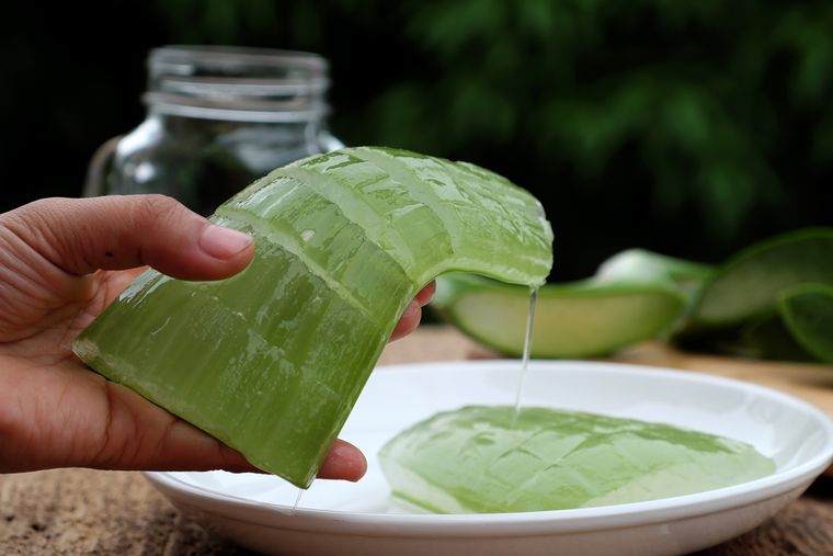 El aloe vera es perfecto para hidratar. El aloe vera es perfecto para hidratar. 