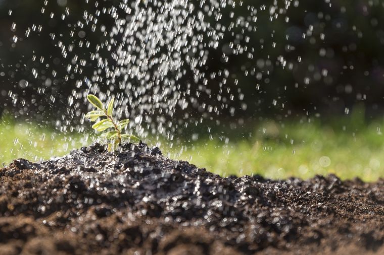 Los mejores trucos para conservar el jardín. Fuente: Freepik.