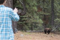 Los intentos de unos libertarios por probar sus ideas en un pequeño pueblo terminaron en un choque con unos osos Foto: BBC Los intentos de unos libertarios por probar sus ideas en un pequeño pueblo terminaron en un choque con unos osos Foto: BBC