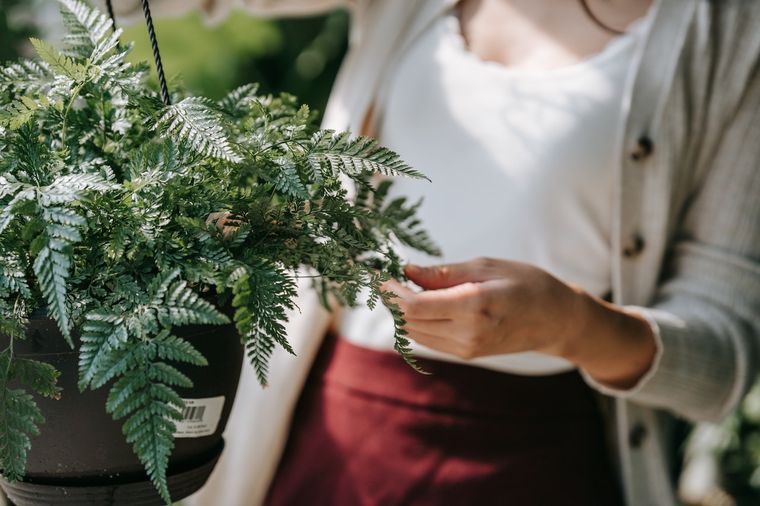 Esta planta puede estar atrayendo garrapatas en el jardín. Foto: Pexels