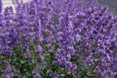 Incorporarla al día a día no requiere grandes conocimientos, solo el deseo de volver a lo simple y confiar en la sabiduría que la naturaleza ha cultivado durante siglos Foto: Créditos: IStock